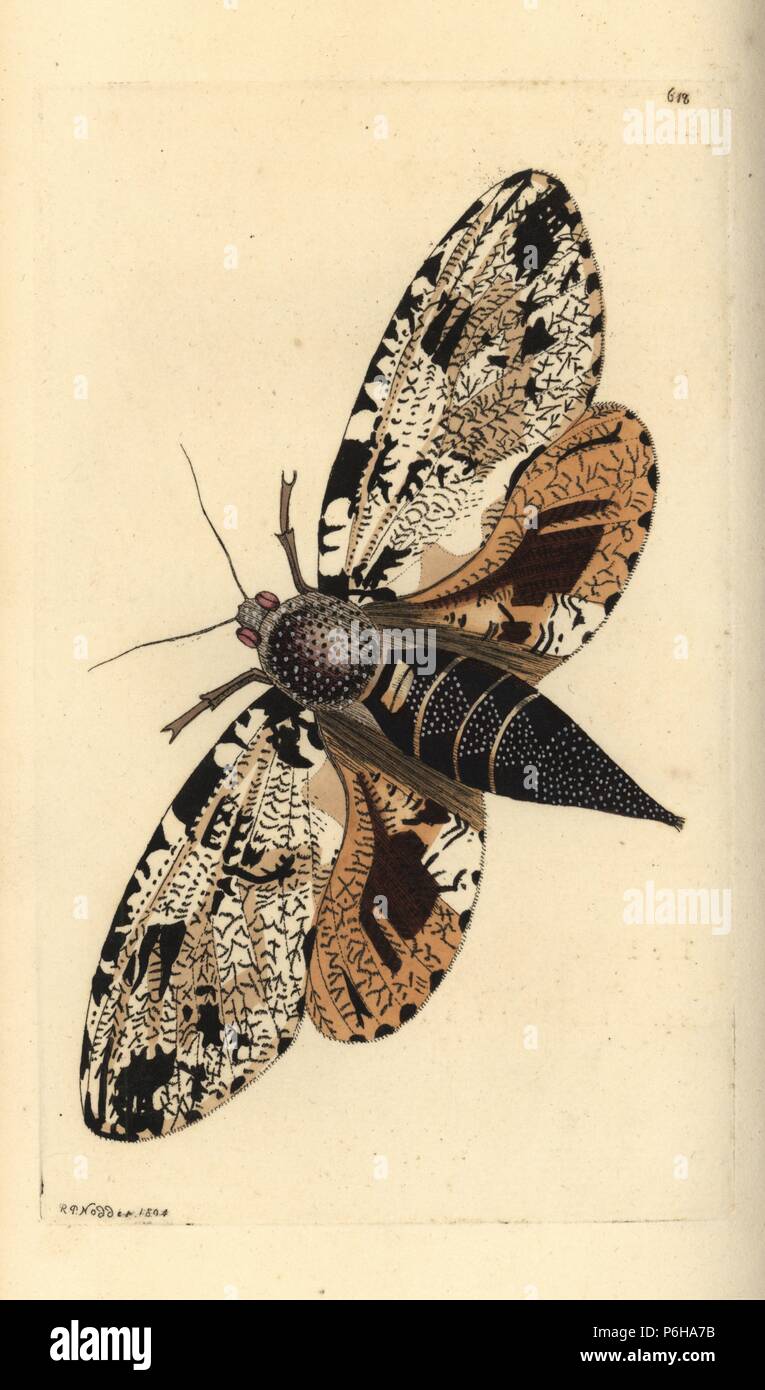 Xyleutes strix moth (Strix moth, Phalaena strix). Illustration drawn and engraved by Richard Polydore Nodder. Handcoloured copperplate engraving from George Shaw and Frederick Nodder's The Naturalist's Miscellany, London, 1804. Stock Photo
