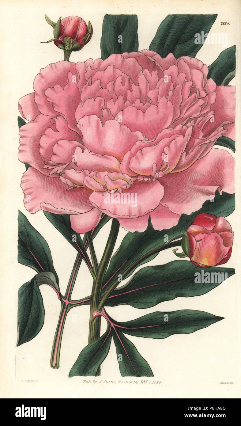 Chinese peony, Paeonia lactiflora (Double white Chinese peony with rose coloured flowers, Paeonia albiflora var. rosea). Handcoloured copperplate engraving by Swan of an illustration by William Jackson Hooker from 'Curtis's Botanical Magazine,' Samuel Curtis, London, 1829. Stock Photo