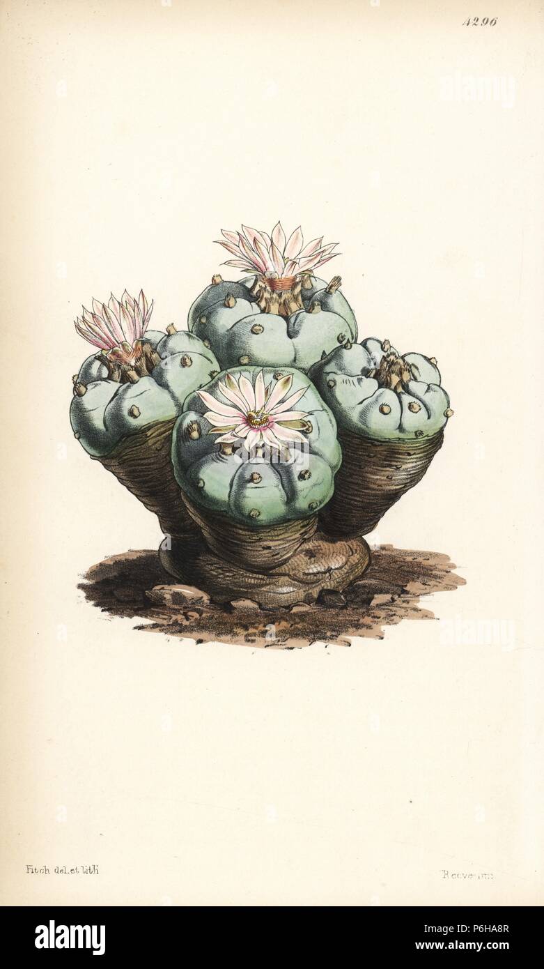 Peyote cactus, Lophophora williamsii (Mr. Williams' echinocactus