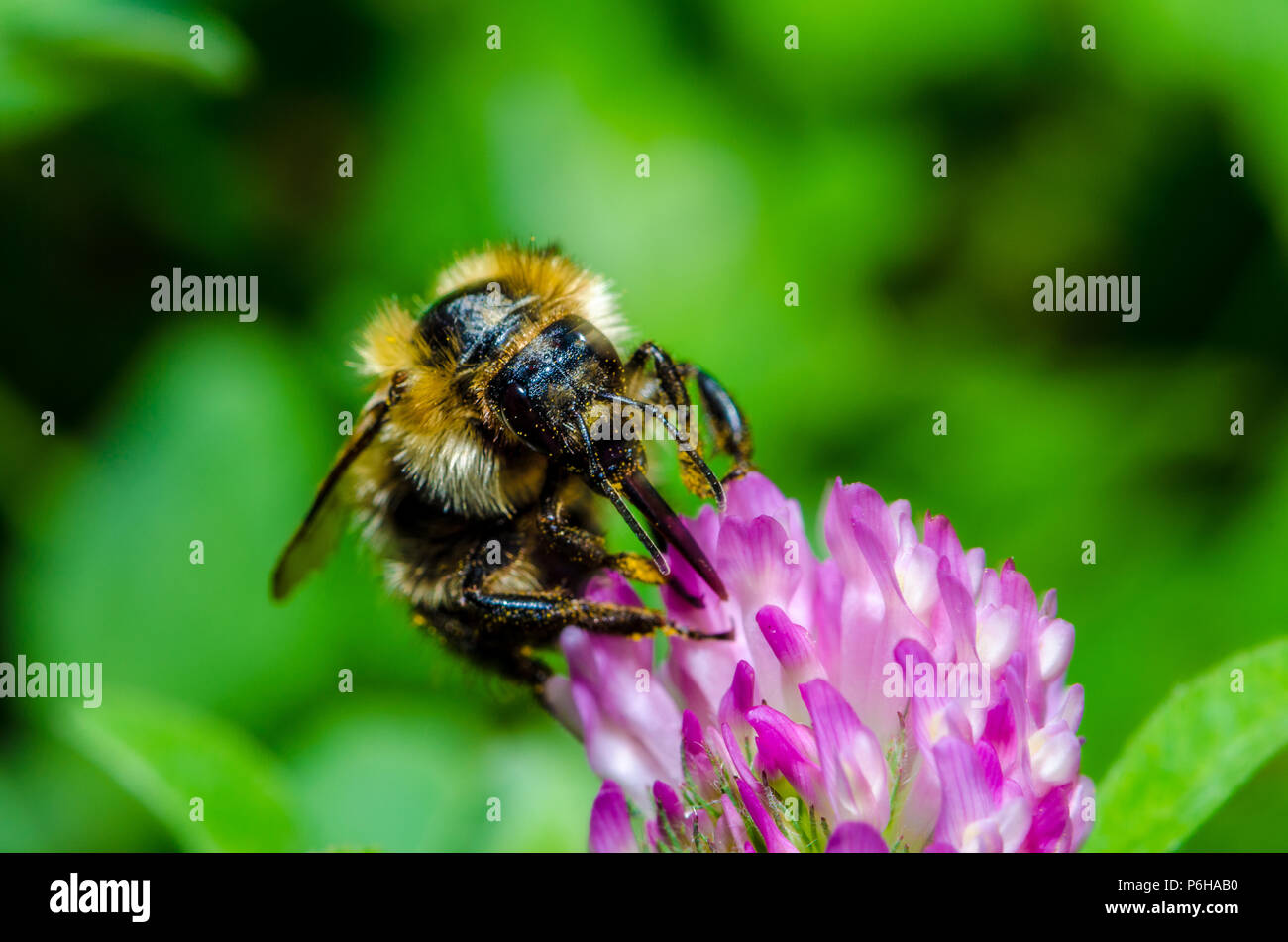 Bumblebee on a flower Stock Photo