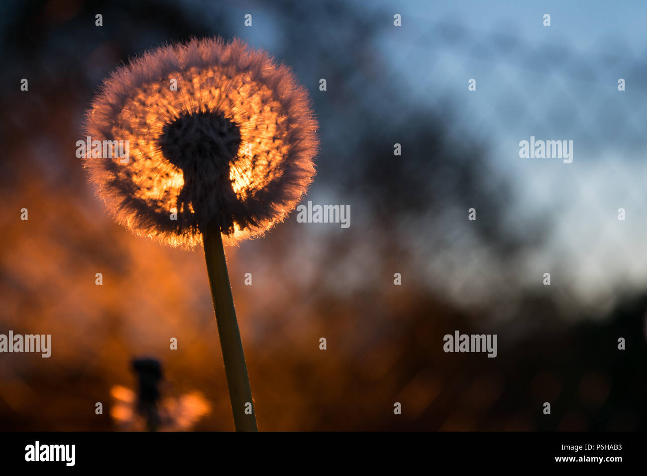 Dandelion field at sunset hi-res stock photography and images - Alamy
