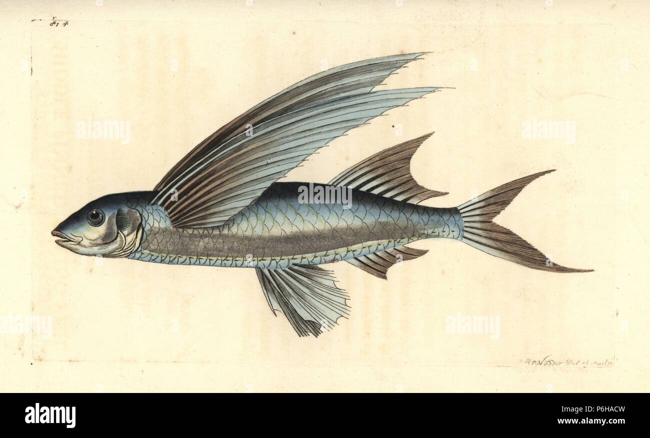 African sailfin flyingfish, Parexocoetus mento (Middle-finned