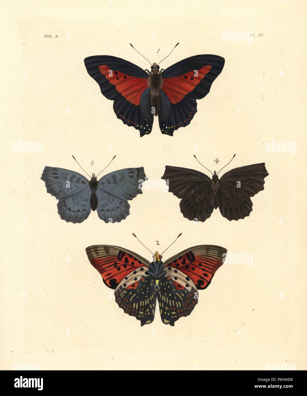 Shining red charaxes, Charaxes zingha, Nymphalis Charaxes berenice, upper side 1, under side 2, and Biblis ariadne? butterfly 3,4. Handcoloured lithograph from John O. Westwood's new edition of Dru Drury's 'Illustrations of Exotic Entomology,' Bohn, London, 1837. Stock Photo