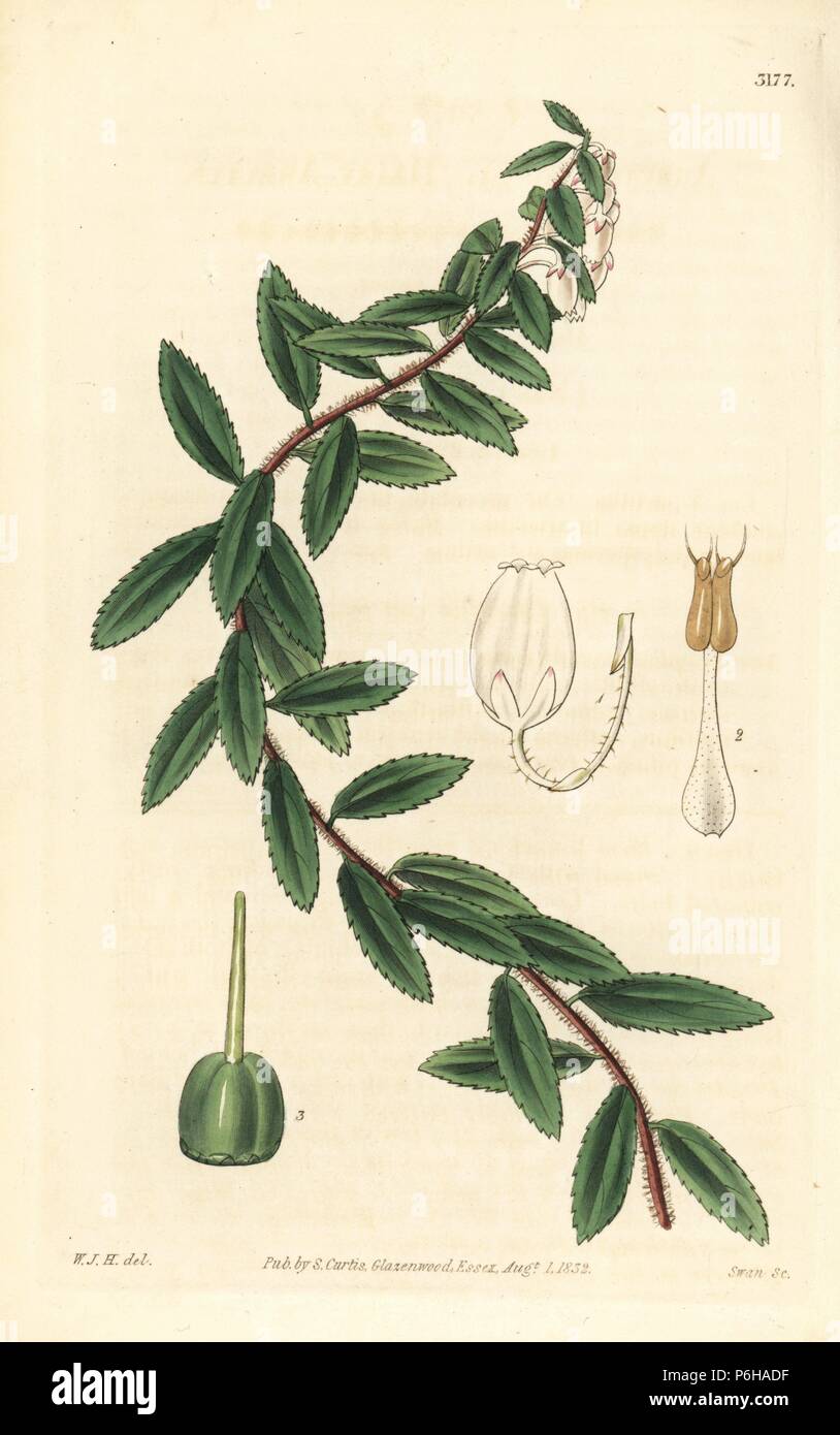 Gaultheria myrsinoides (hairy arbutus, Arbutus pilosa). Handcoloured copperplate engraving by Swan after an illustration by William Jackson Hooker from Samuel Curtis' 'Botanical Magazine,' London, 1832. Stock Photo