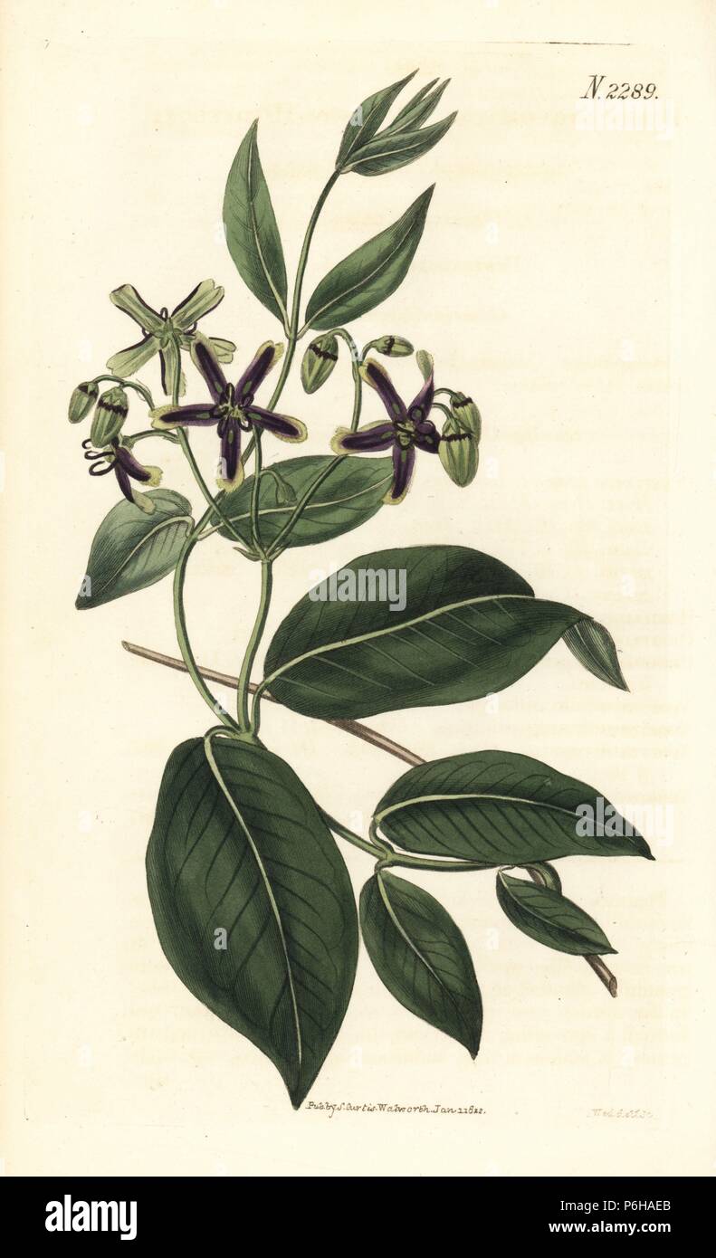 Common periploca or silk vine, Periploca graeca. Handcoloured copperplate engraving by Weddell from Samuel Curtis's 'Botanical Magazine,' London, 1822. Stock Photo