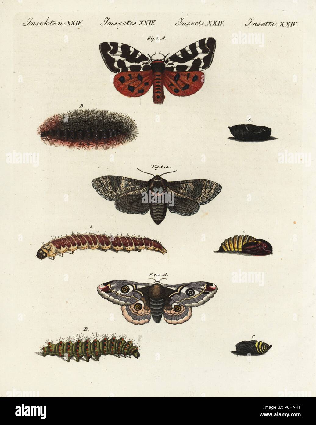 Garden tiger moth, Arctia caja 1, goat moth, Cossus cossus 2, and small emperor moth, Saturnia pavonia 3, moth, caterpillar and pupa. Handcoloured copperplate engraving from Friedrich Johann Bertuch's Bilderbuch fur Kinder (Picture Book for Children), Weimar, 1802. Stock Photo