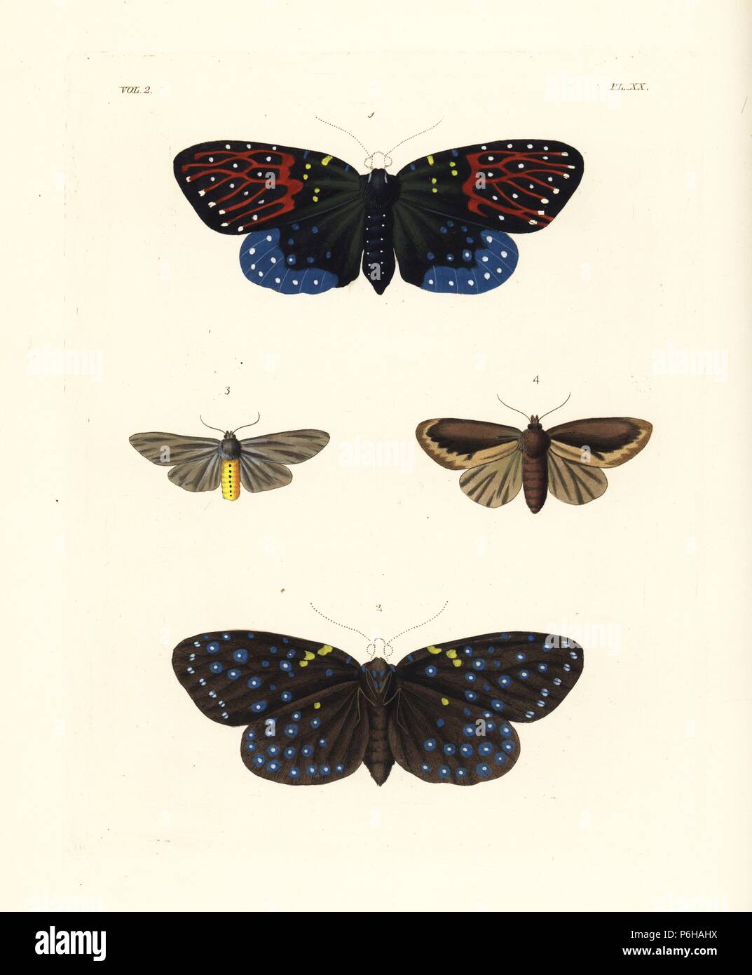 Amesia sanguiflua moth 1,2, milkweed tiger, Euchaetes egle 3, and Noctua chera moth of Surinam 4. Handcoloured lithograph from John O. Westwood's new edition of Dru Drury's 'Illustrations of Exotic Entomology,' Bohn, London, 1837. Stock Photo