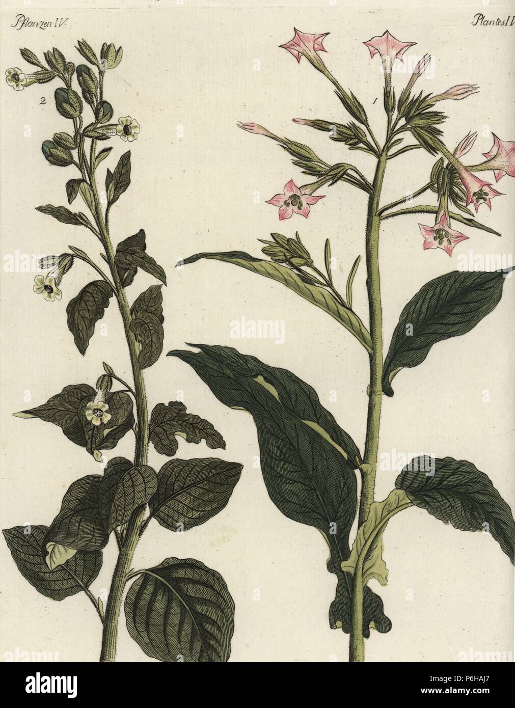Nicotiana Rustica