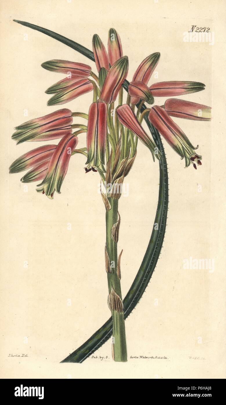 Small-spined aloe, Aloe microcantha. Handcoloured copperplate engraving by Weddell after a drawing by John Curtis for Samuel Curtis' continuation of William Curtis' Botanical Magazine, London, 1822. Stock Photo