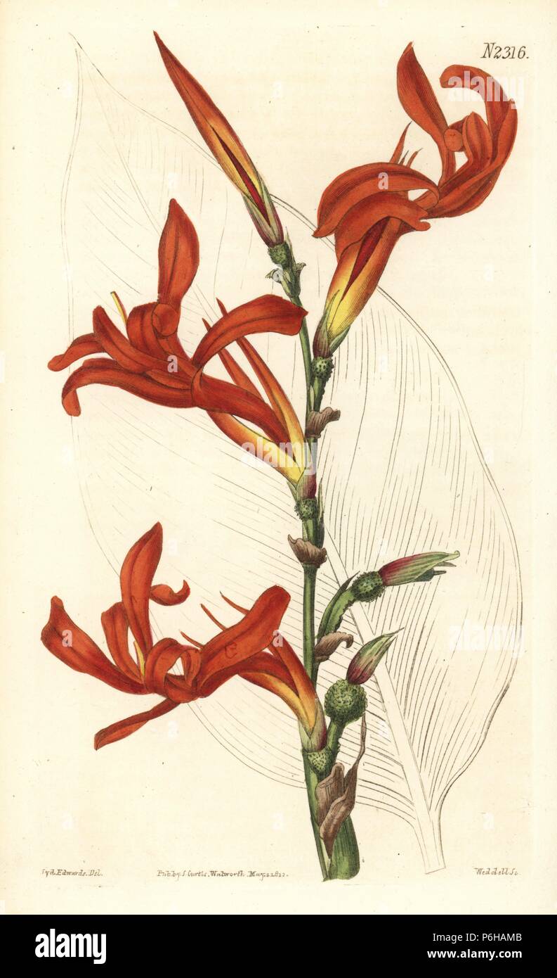 Tall canna, Canna tuerckheimii (Canna gigantea). Handcoloured copperplate engraving by Weddell after an illustration by John Curtis from Samuel Curtis's 'Botanical Magazine,' London, 1822. Stock Photo