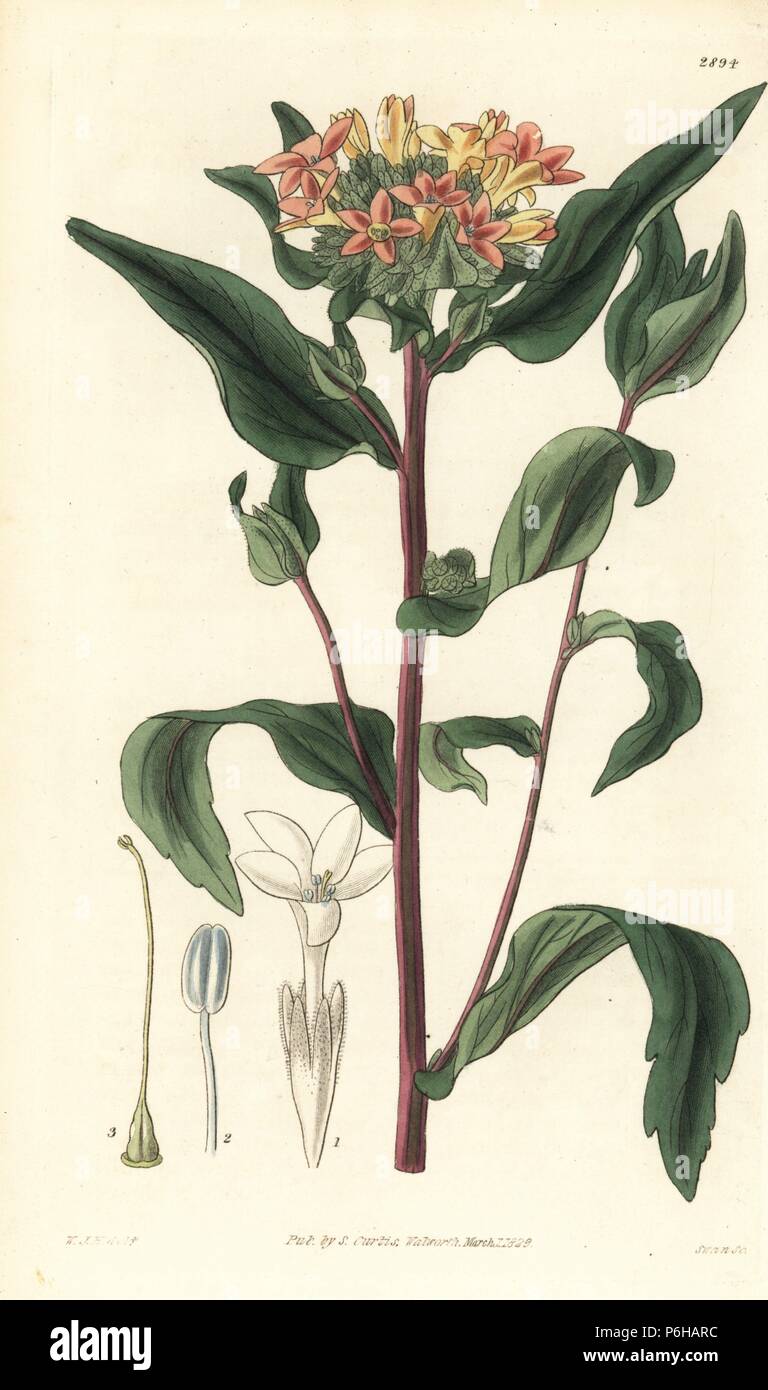 Large flowered collomia, Collomia grandiflora. Handcoloured copperplate engraving by Swan after an illustration by William Jackson Hooker from Samuel Curtis's 'Botanical Magazine,' London, 1829. Stock Photo
