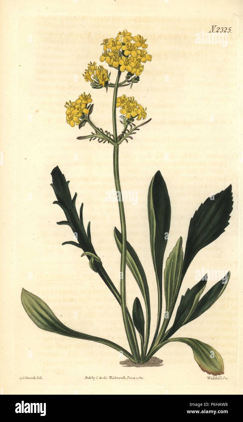 Patrinia sibirica (Altaic valerian, Valeriana ruthenica). Handcoloured copperplate engraving by Weddell after an illustration by Sydenham Edwards from Samuel Curtis's 'Botanical Magazine,' London, 1822. Stock Photo