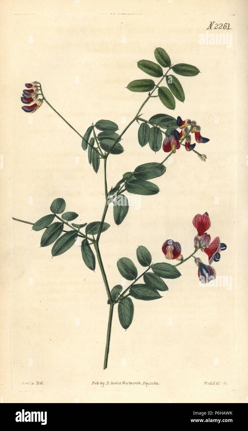 Black pea, Lathyrus niger (Black bittervetch, Orobus niger). Handcoloured copperplate engraving by Weddell after a drawing by John Curtis for Samuel Curtis' continuation of William Curtis' Botanical Magazine, London, 1822. Stock Photo