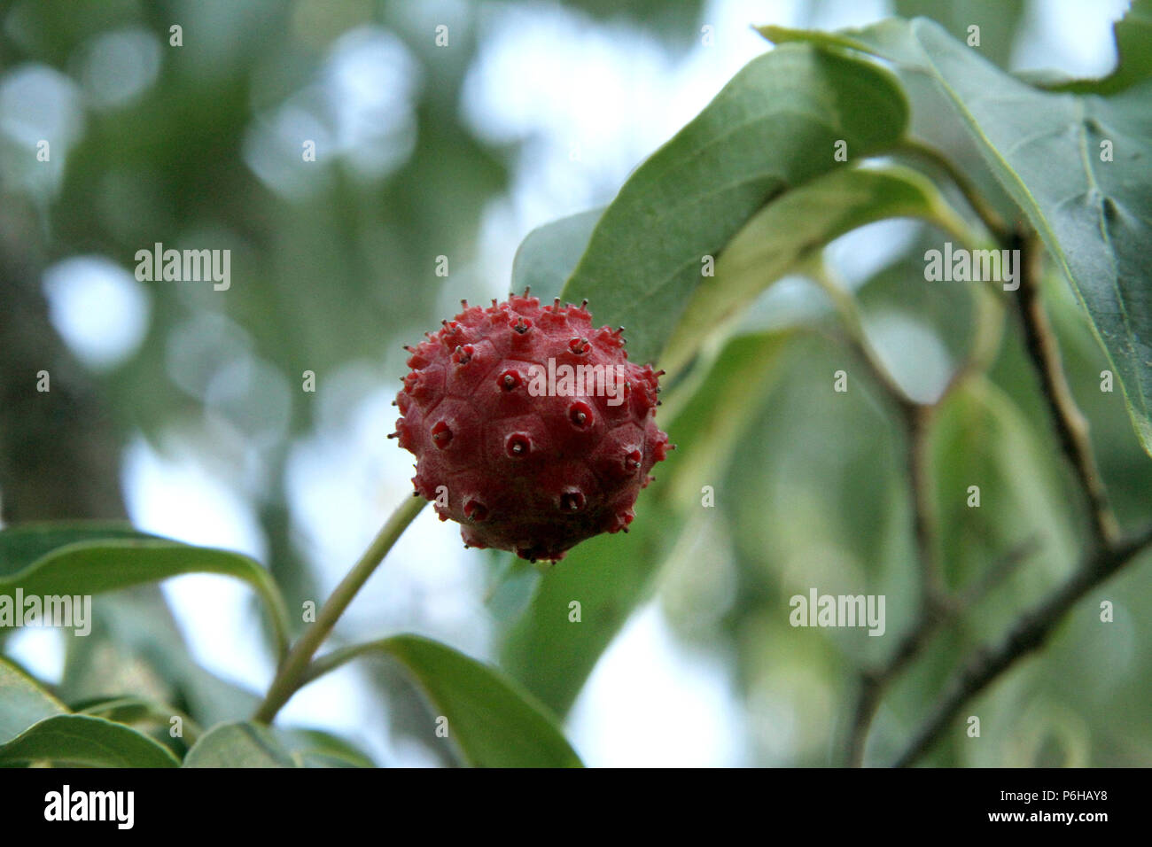 Dogwood Fruit High Resolution Stock Photography And Images Alamy