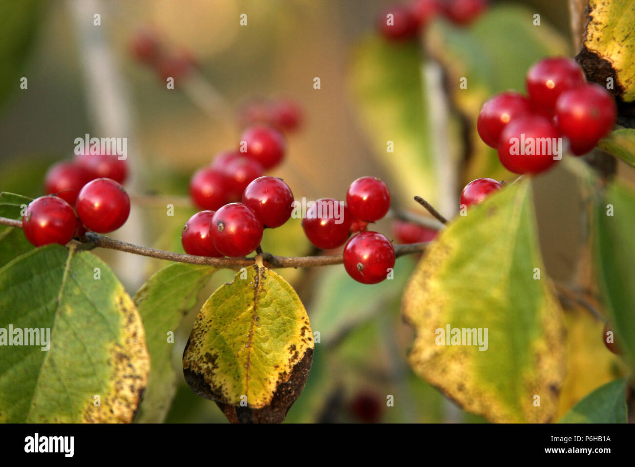 Winterberry branch in autumn Stock Photo