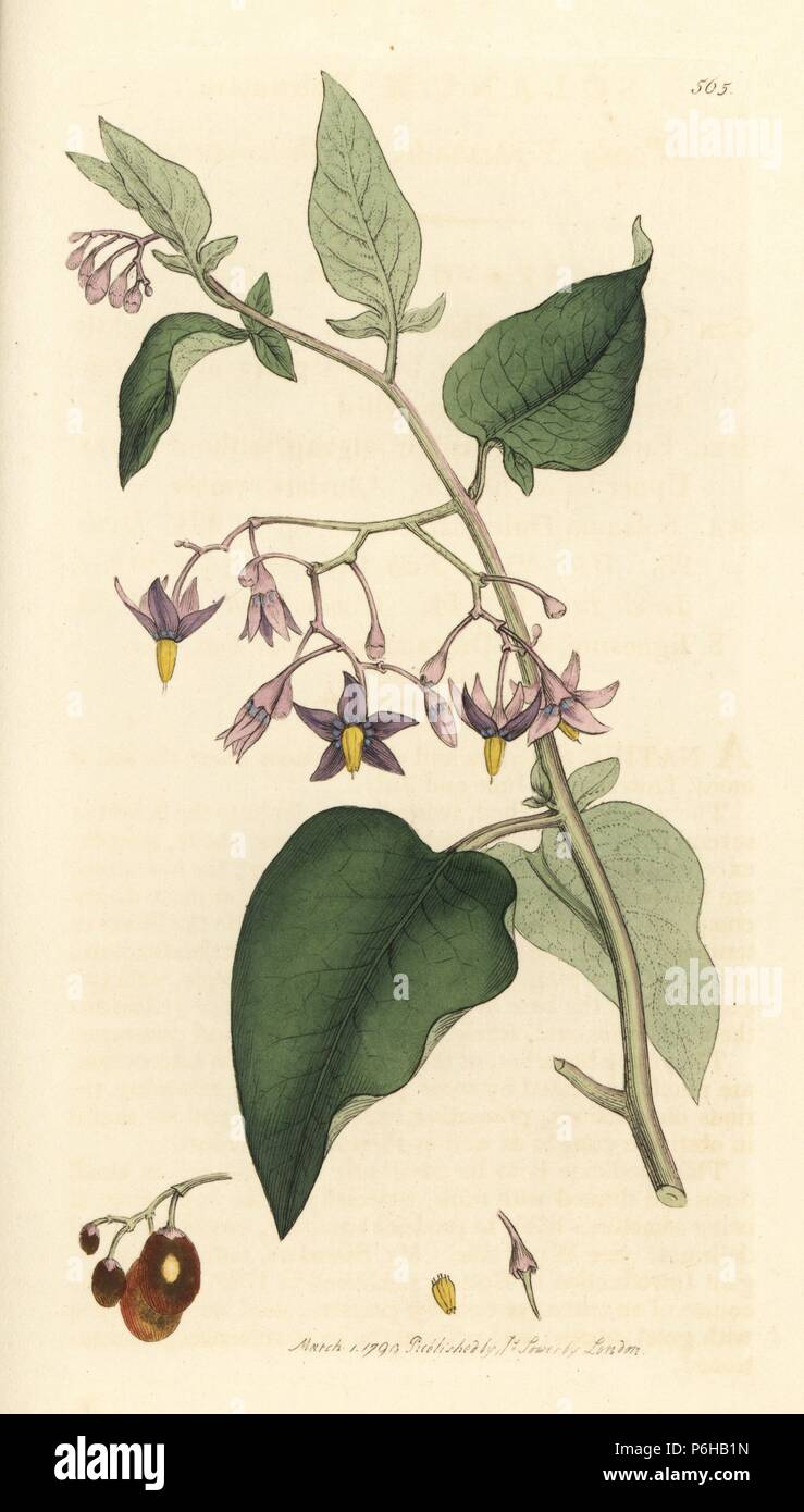 Woody nightshade or bittersweet, Solanum dulcamara. Handcoloured copperplate engraving after a