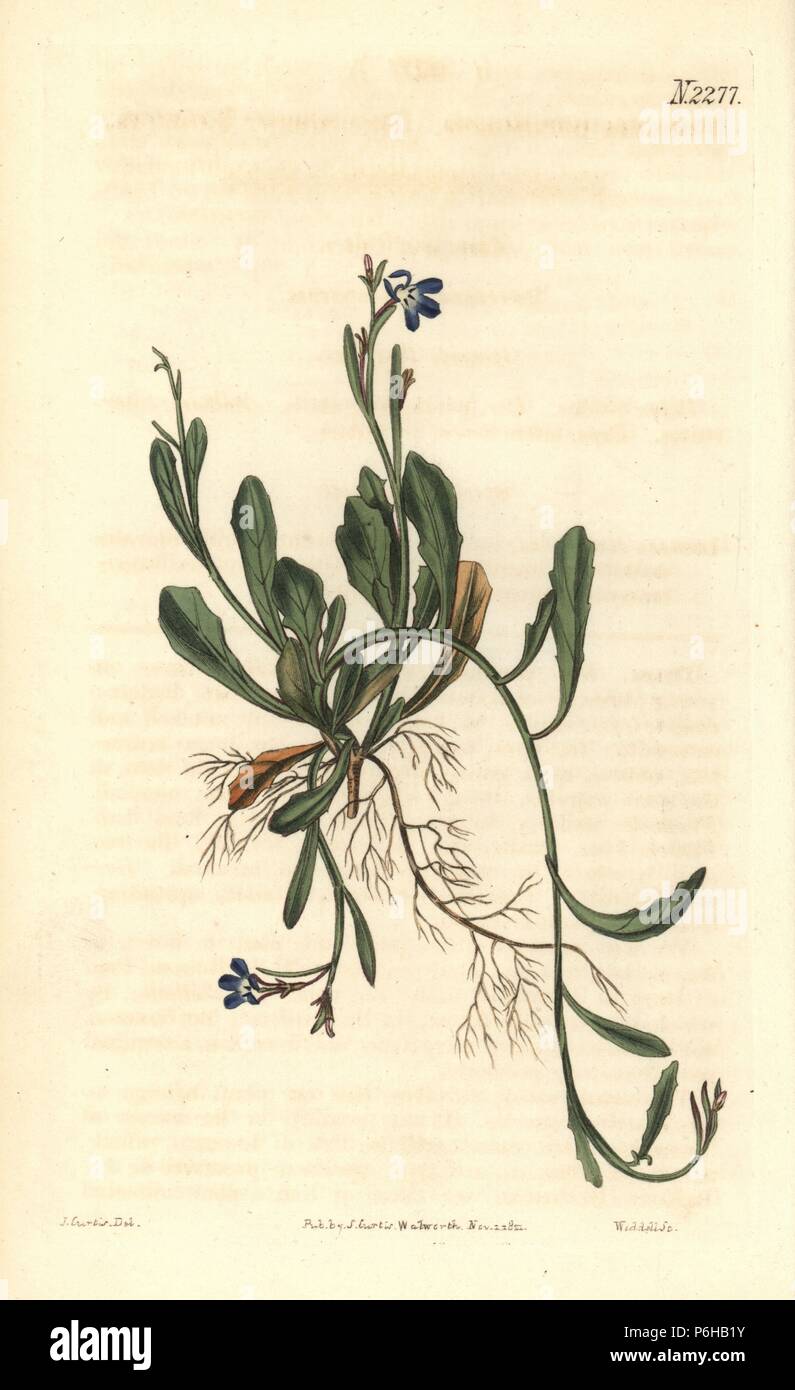 Siphocampylus decumbens (Decumbent lobelia, Lobelia decumens). Handcoloured copperplate engraving by Weddell after an illustration by John Curtis from Samuel Curtis's 'Botanical Magazine,' London, 1821. Stock Photo