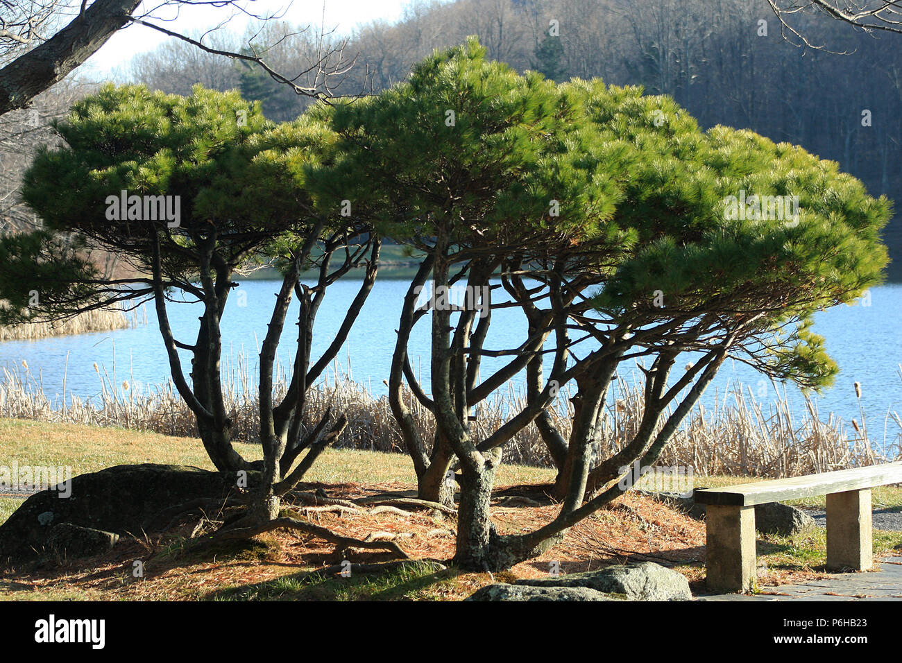 Evergreen trees used as ornamental plants in public space Stock Photo