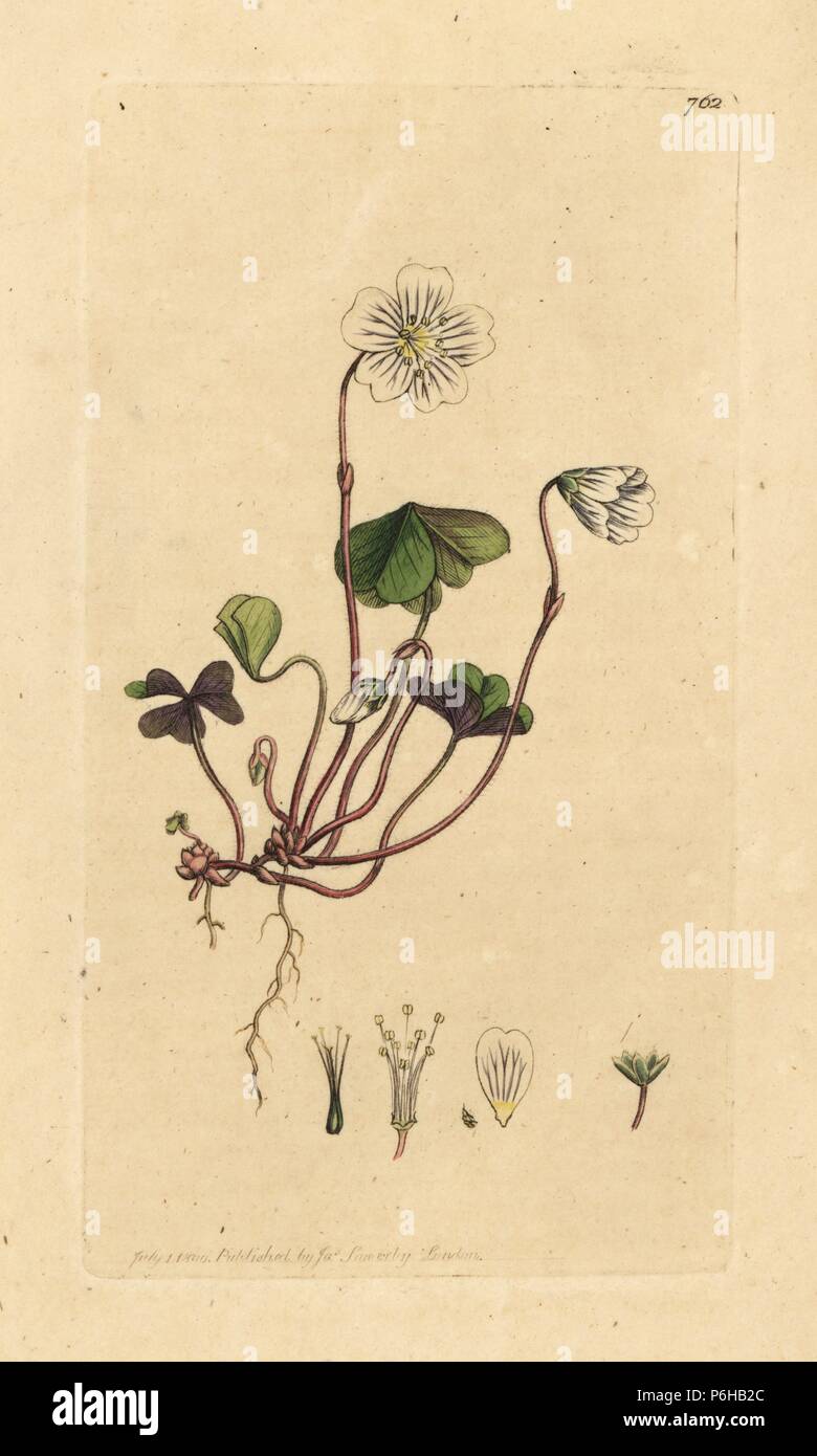 Common Woodsorrel High Resolution Stock Photography And Images Alamy