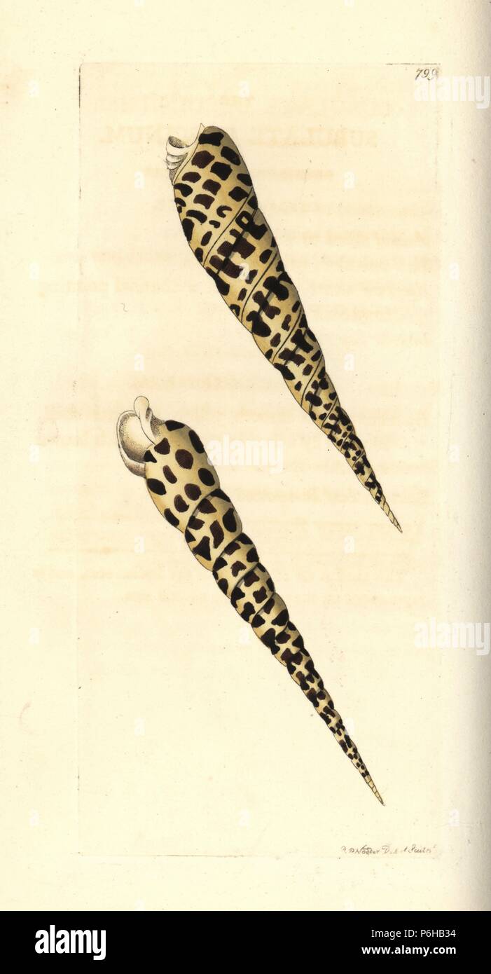 Terebra subulata (Subulate buccinum, Buccinum subulatum). Illustration drawn and engraved by Richard Polydore Nodder. Handcoloured copperplate engraving from George Shaw and Frederick Nodder's The Naturalist's Miscellany, London, 1806. Stock Photo