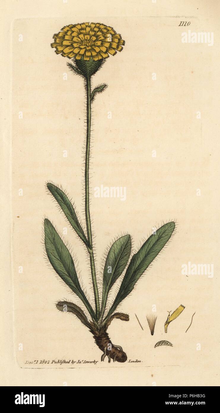 Alpine single-flowered hawkweed, Hieracium alpinum. Handcoloured copperplate engraving after a drawing by James Sowerby for James Smith's English Botany, 1802. Stock Photo