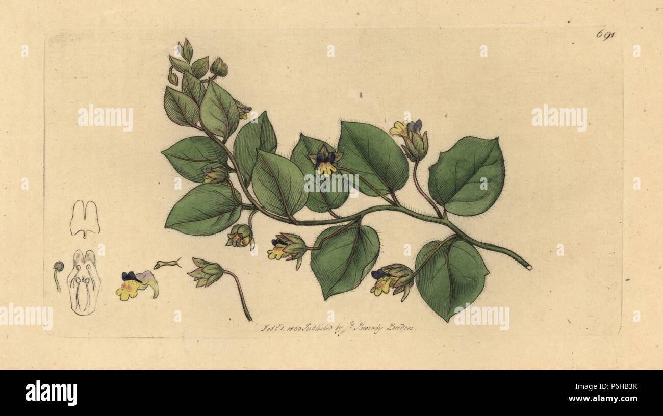 Leafless bluebush, Kickxia spuria (Round-leaved fluellin, Antirrhinum spurium). Handcoloured copperplate engraving after a drawing by James Sowerby for James Smith's English Botany, 1800. Stock Photo