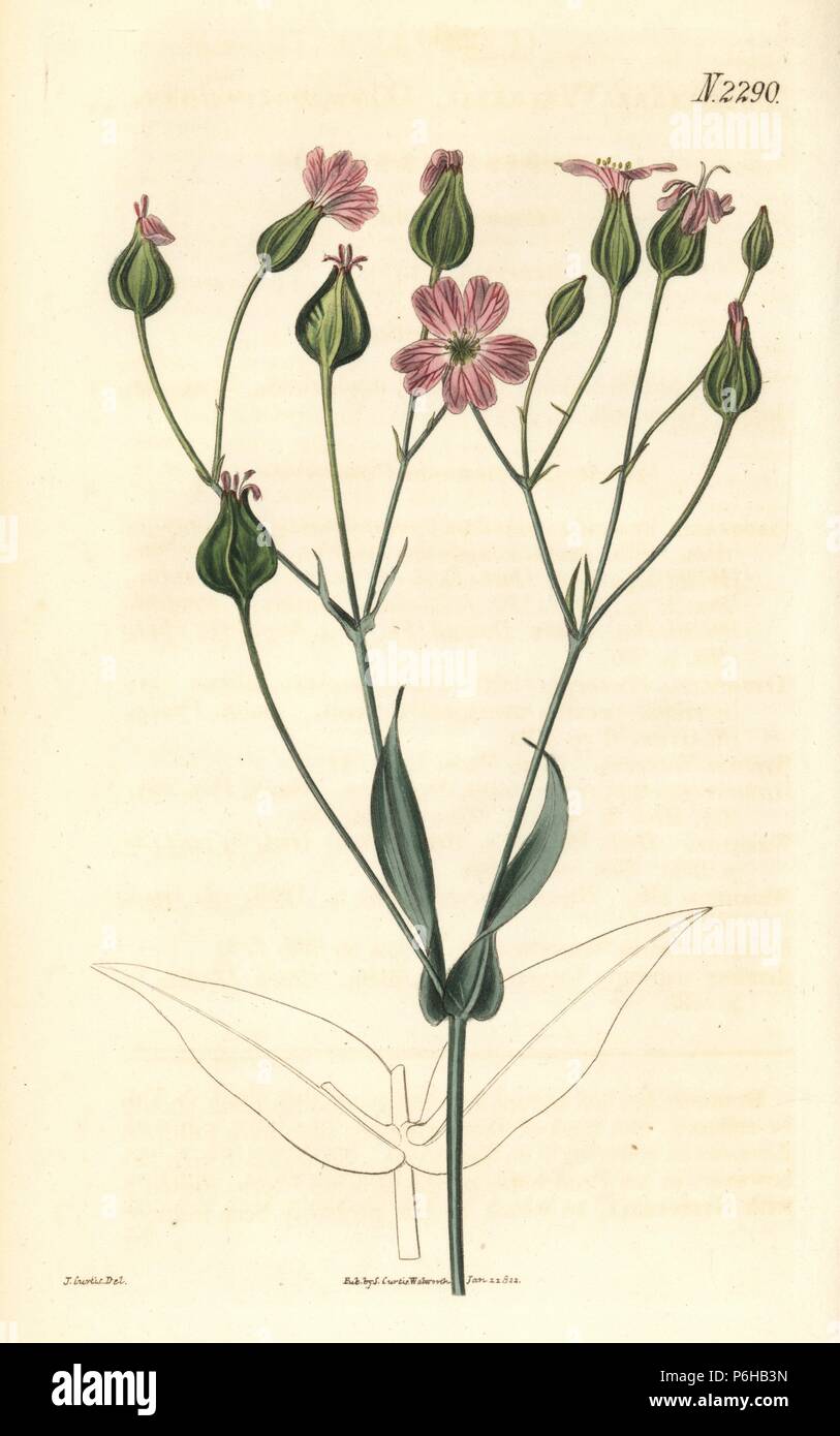 Cowherb, Vaccaria hispanica (Cow soapwort, Saponaria vaccaria). Handcoloured copperplate engraving after an illustration by John Curtis from Samuel Curtis's "Botanical Magazine," London, 1822. Stock Photo