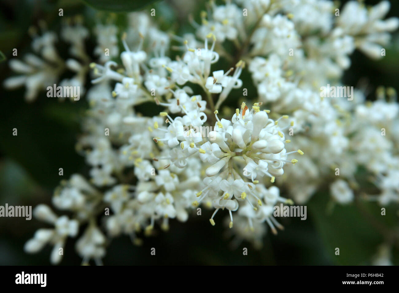 Close-up of Elderberry (Sambucus) inflorescence Stock Photo