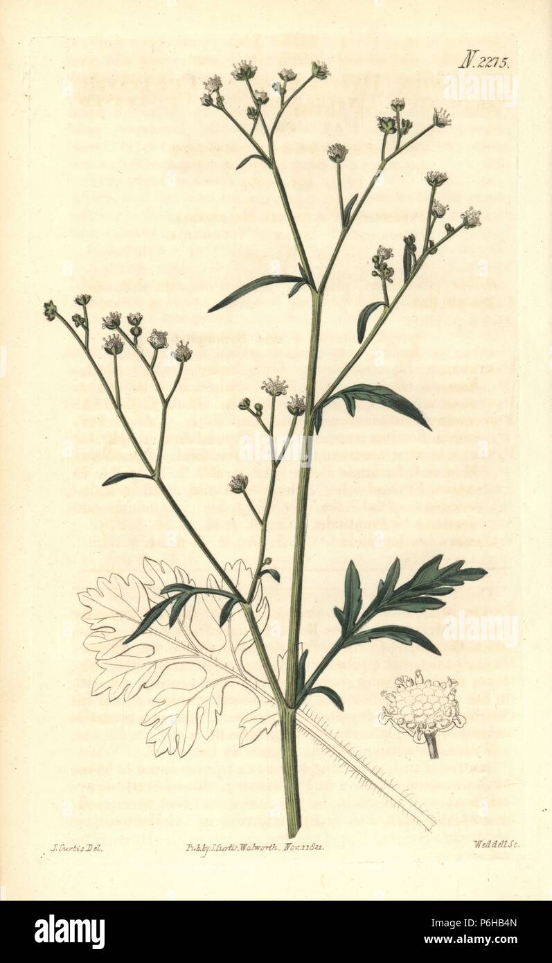 Cut leaved parthenium, Parthenium hysterophorus. Handcoloured copperplate engraving by Weddell after an illustration by John Curtis from Samuel Curtis's "Botanical Magazine," London, 1821. Stock Photo