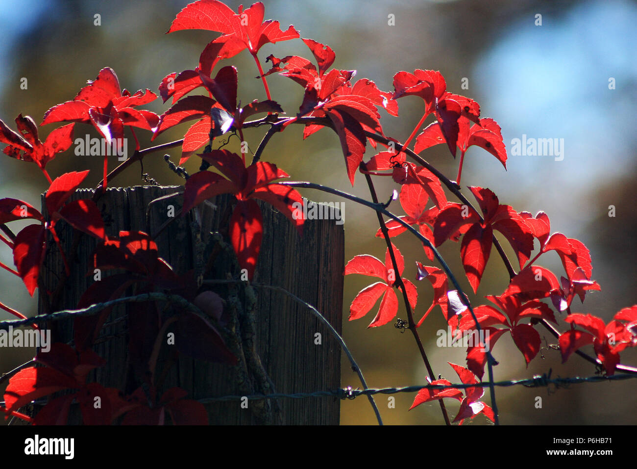 Virginia creeper plant in autumn Stock Photo