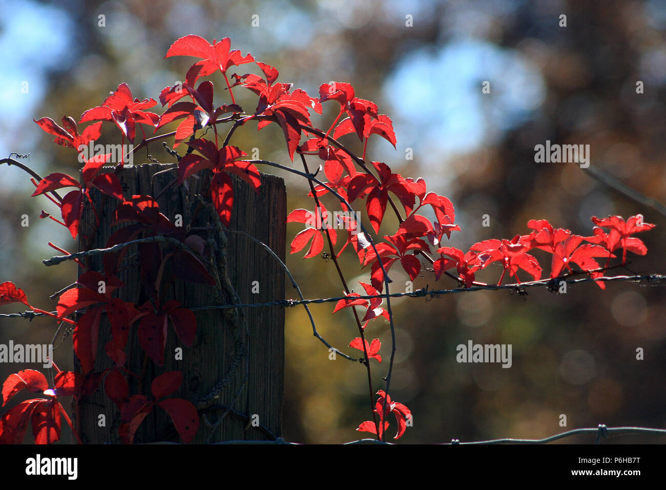 Virginia creeper plant in autumn Stock Photo Alamy