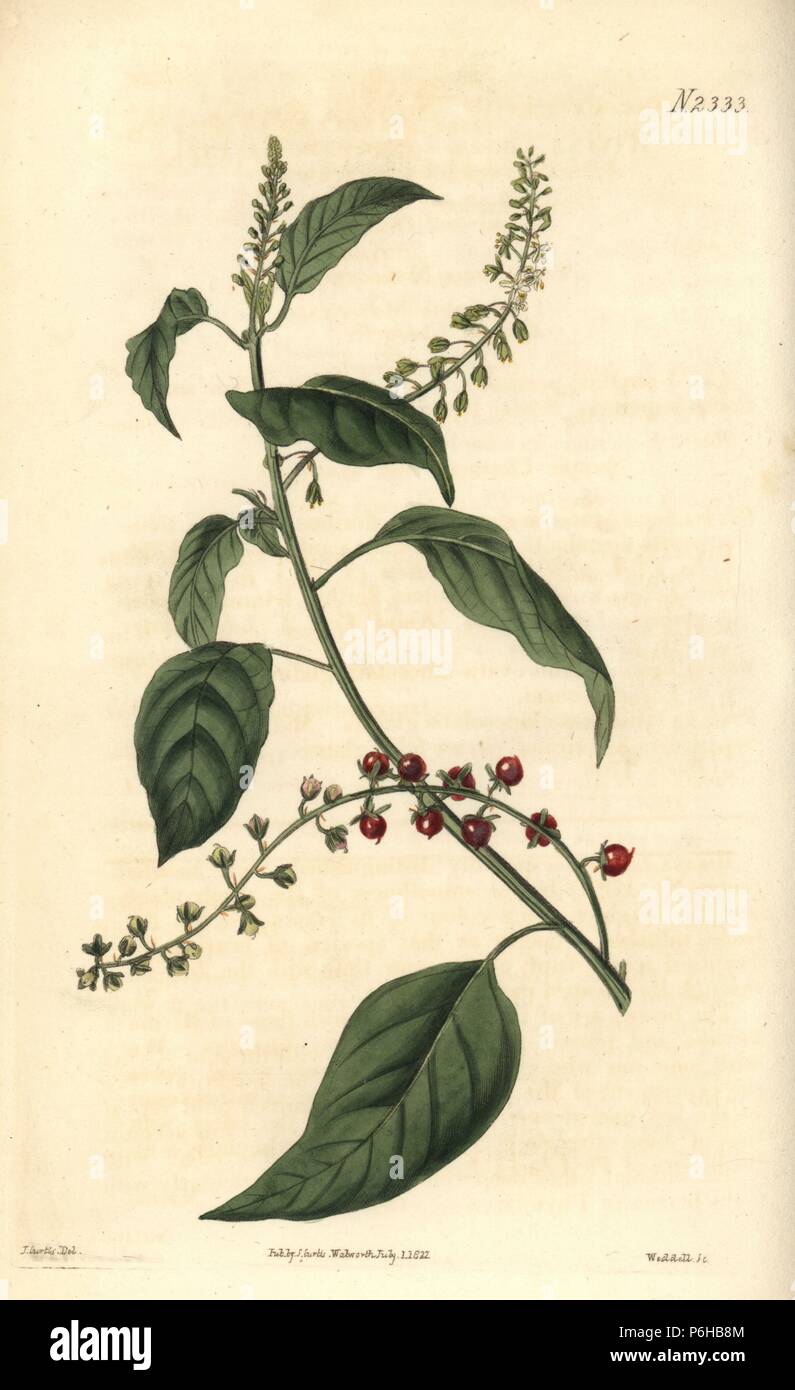 Pigeonberry, Rivina humilis (Smooth rivina, Rivina laevis). Handcoloured copperplate engraving by Weddell after an illustration by John Curtis from Samuel Curtis's "Botanical Magazine," London, 1822. Stock Photo