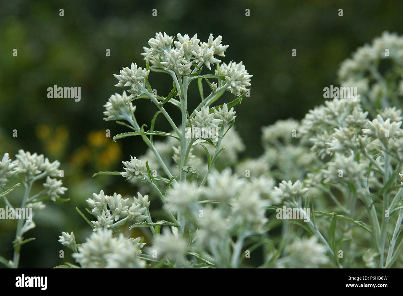 Pseudognaphalium obtusifolium (Sweet everlasting) in bloom Stock Photo