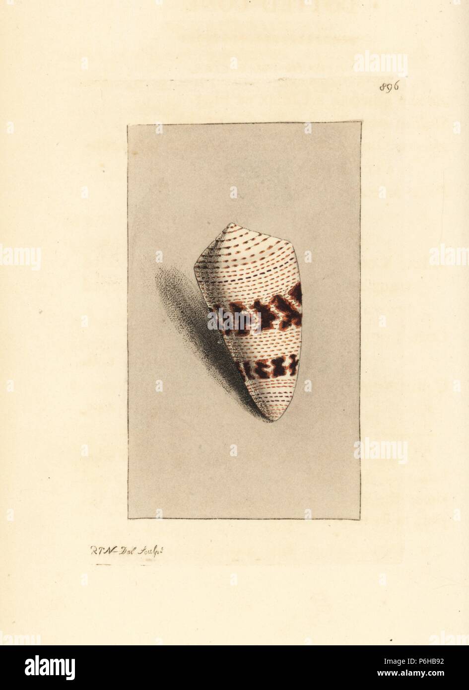 Augur or dotted cone, Conus augur. Illustration drawn and engraved by Richard Polydore Nodder. Handcoloured copperplate engraving from George Shaw and Frederick Nodder's 'The Naturalist's Miscellany,' London, 1809. Stock Photo