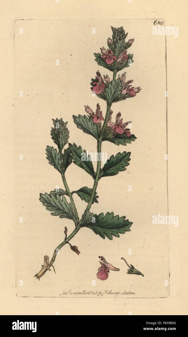 Wall germander, Teucrium chamaedrys. Handcoloured copperplate engraving after a drawing by James Sowerby for James Smith's English Botany, 1800. Stock Photo