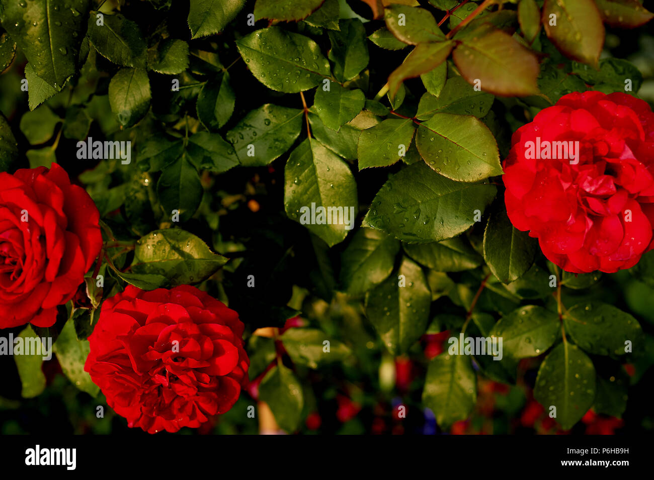 Lush red roses in natural conditions in the garden. Dewdrop Stock Photo ...