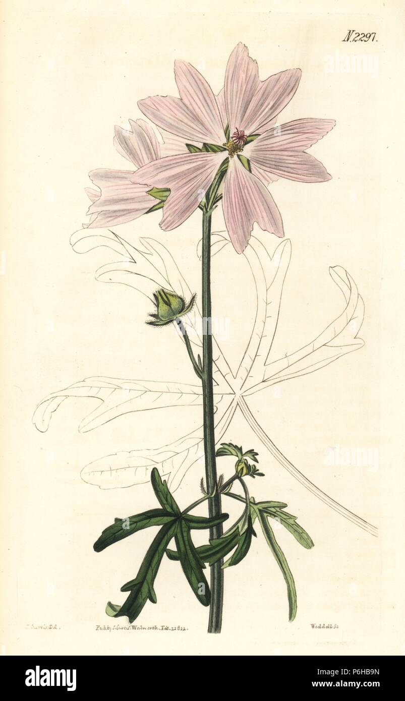 Vervain mallow, Malva alcea. Handcoloured copperplate engraving by Weddell after an illustration by John Curtis from Samuel Curtis's 'Botanical Magazine,' London, 1822. Stock Photo