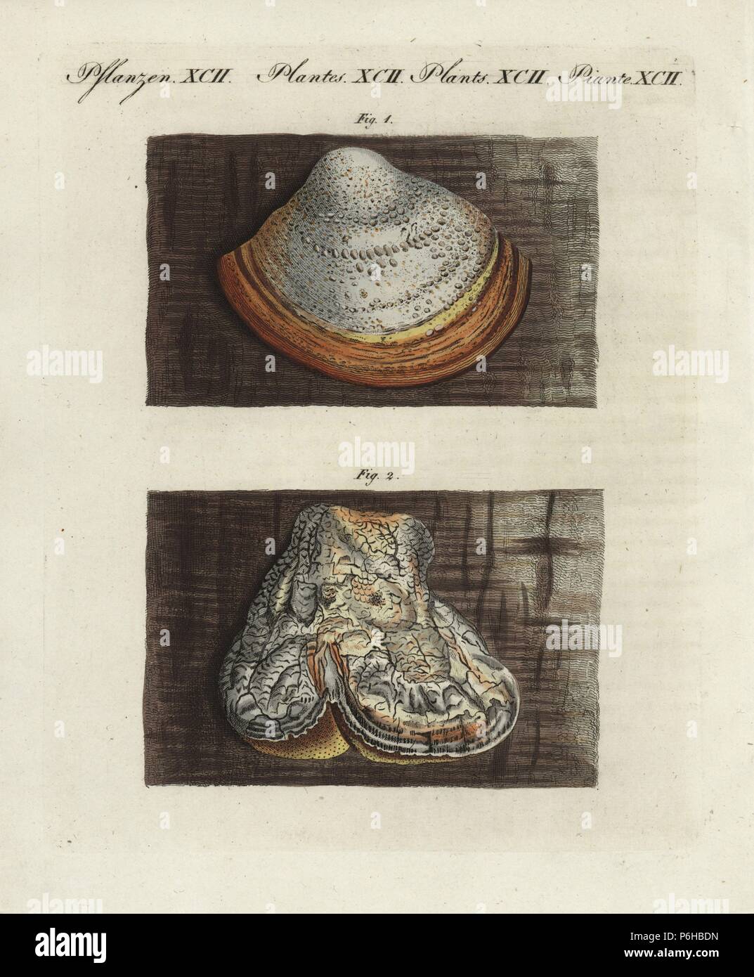 Phellinus igniarius (Boletus igniarius) and agarikon, Laricifomes officinalis (Boletus laricis). Handcoloured copperplate engraving from Bertuch's 'Bilderbuch fur Kinder' (Picture Book for Children), Weimar, 1805. Friedrich Johann Bertuch (1747-1822) was a German publisher and man of arts most famous for his 12-volume encyclopedia for children illustrated with 1,200 engraved plates on natural history, science, costume, mythology, etc., published from 1790-1830. Stock Photo