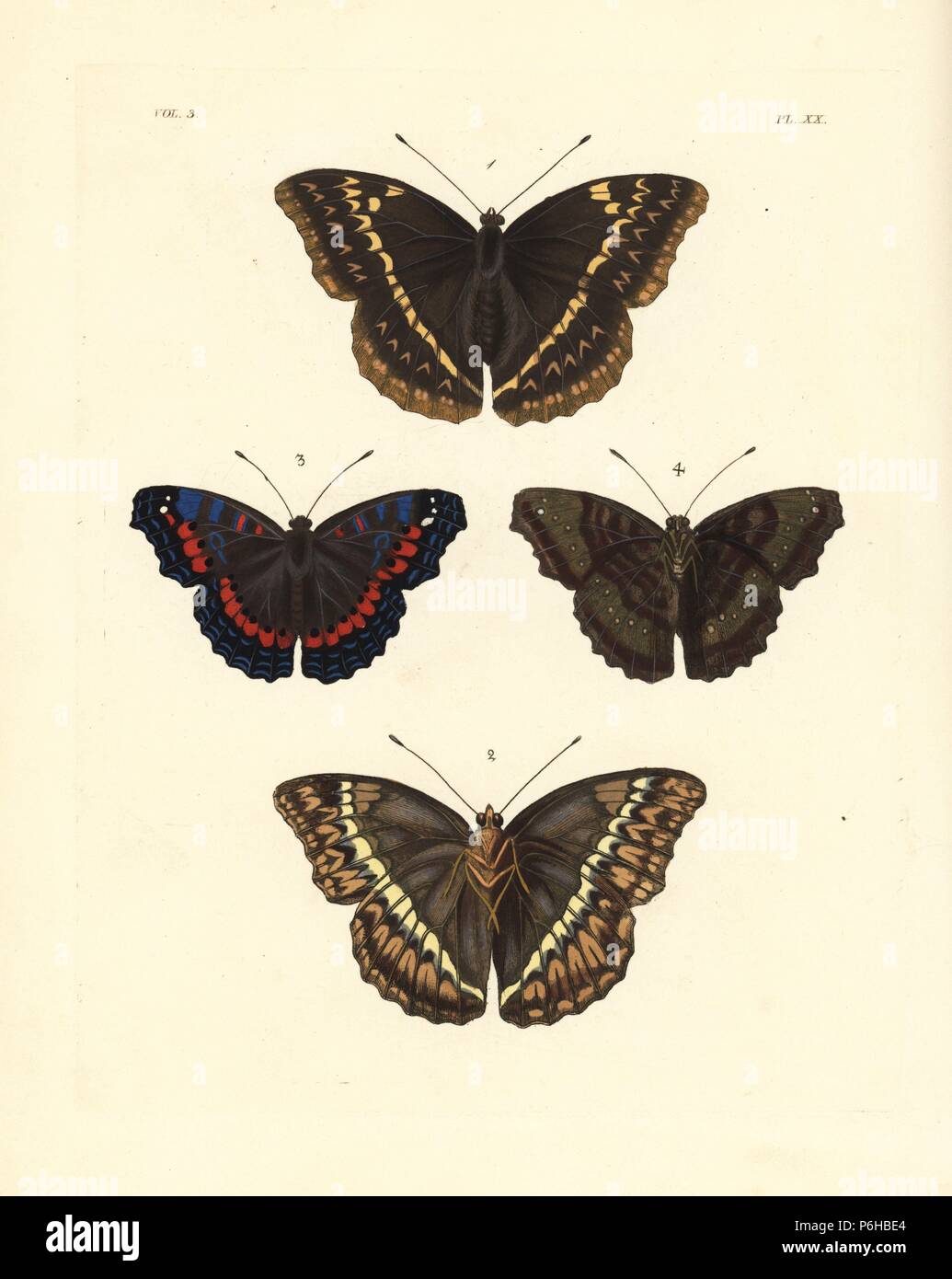 Western glider, Cymothoe althea, Nymphalis althea, under side 1, upper side 2, and gaudy commodore, Precis octavia Vanessa amestris 3,4. Handcoloured lithograph from John O. Westwood's new edition of Dru Drury's 'Illustrations of Exotic Entomology,' Bohn, London, 1837. Stock Photo