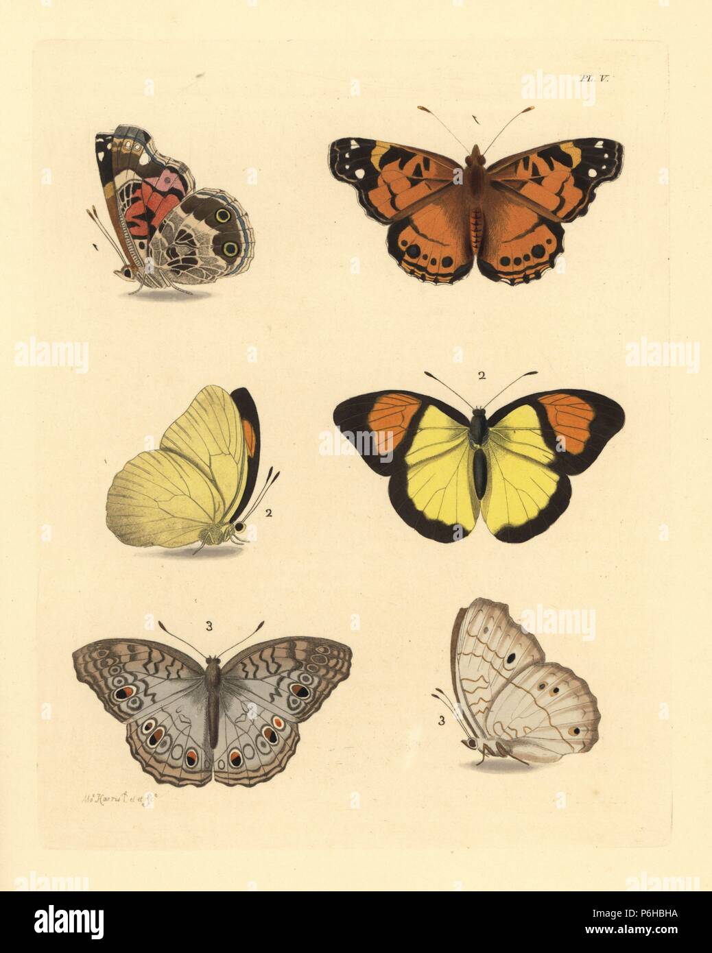 Hunter's butterfly, Pyrameis huntera 1, orange-tip butterfly, Pieris (Thestias) pyrene? 2, and grey pansy butterfly, Junonia atlites 3. Illustration drawn and engraved by Moses Harris. Handcoloured lithograph from John O. Westwood's new edition of Dru Drury's 'Illustrations of Exotic Entomology,' Bohn, London, 1837. Stock Photo