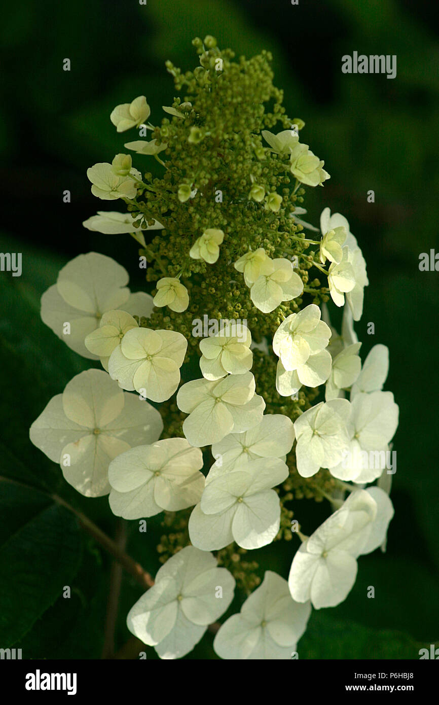 Hydrangea Paniculata in bloom Stock Photo Alamy