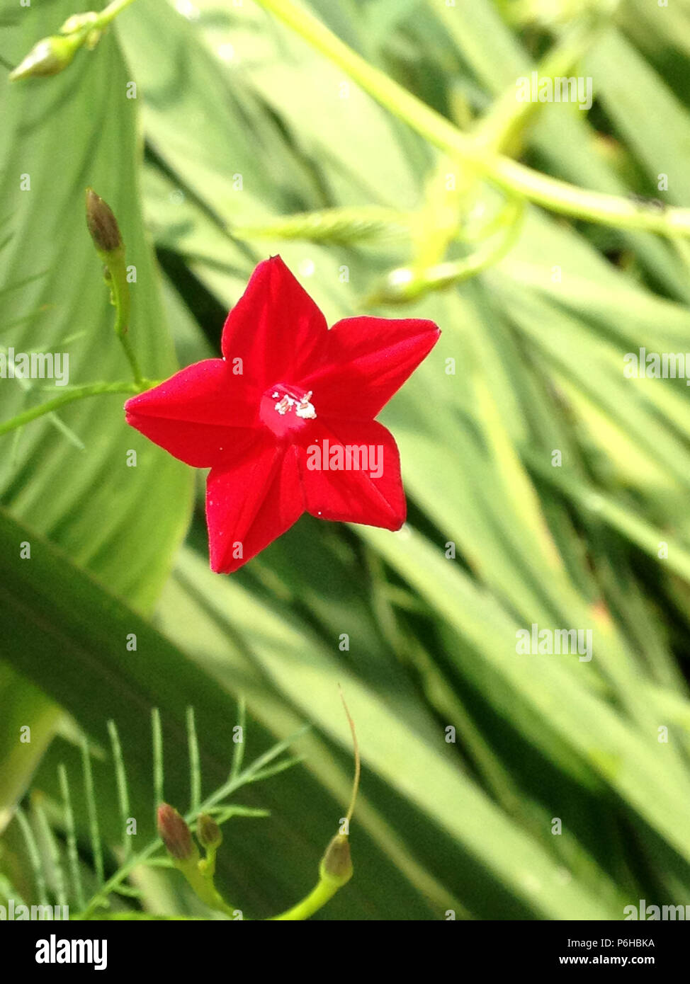 Red flower of Cypress Vine Stock Photo