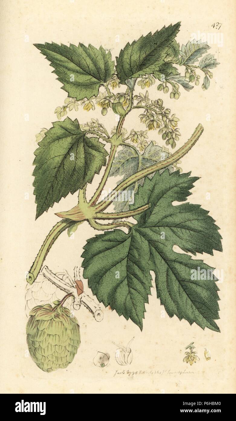 Hops, Humulus lupulus. Handcoloured copperplate engraving after a drawing by James Sowerby for James Smith's English Botany, 1798. Stock Photo