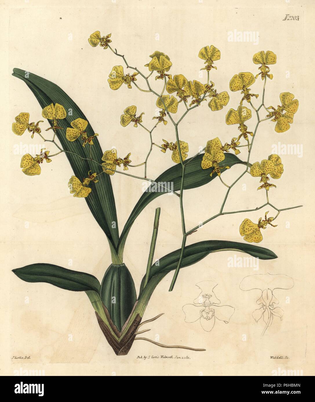 Gomesa flexuosa orchid (Zig-zag oncidium, Oncidium flexuosum). Handcoloured copperplate engraving by Weddell after a drawing by John Curtis for Samuel Curtis' continuation of William Curtis' Botanical Magazine, London, 1820. Stock Photo