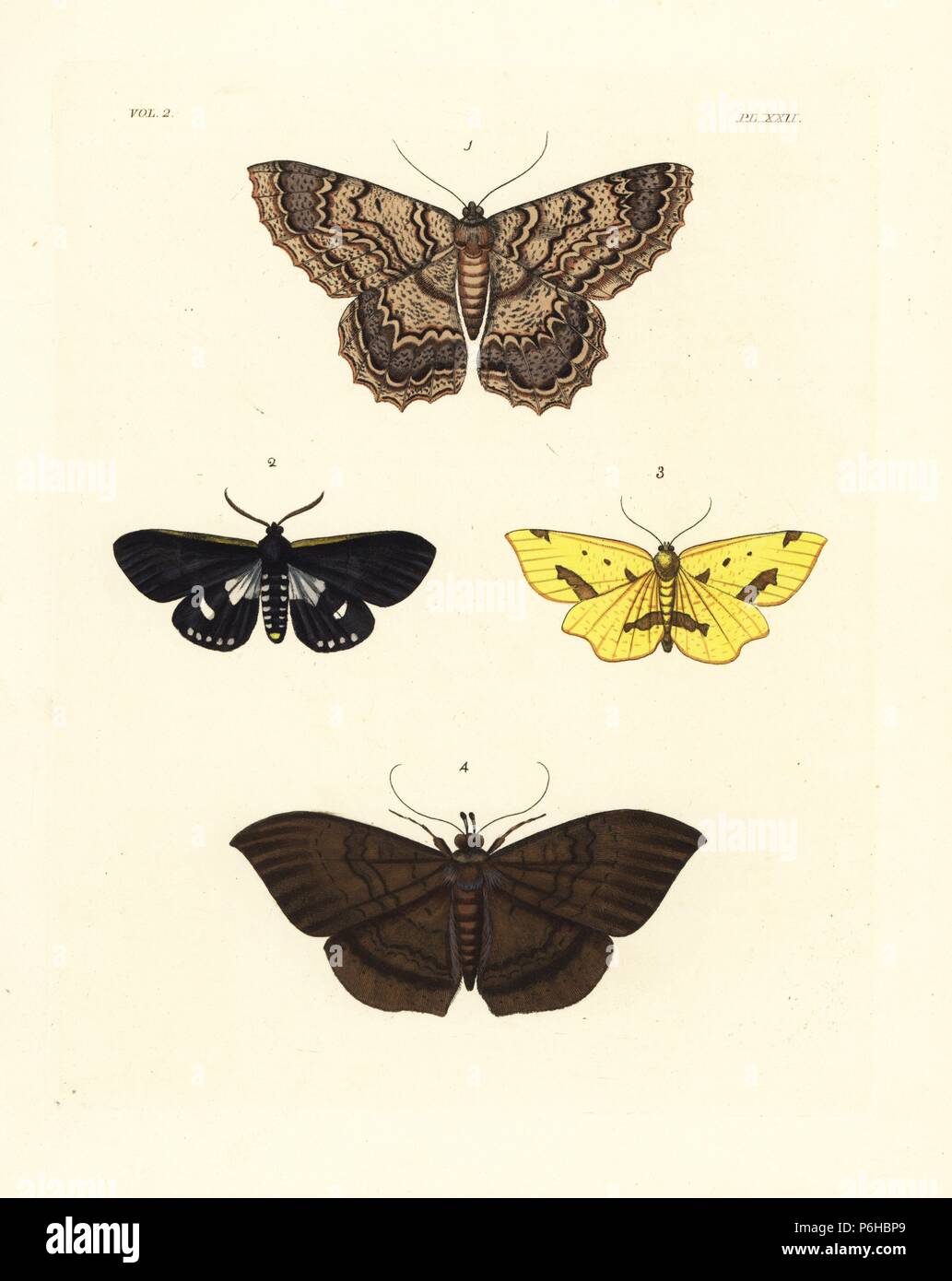 Hemeroblemma scolopacea, Alcis scolopacea 1, Are druryi moth, Callimorpha? marginata 2, crocus geometer moth, Xanthotype sospeta Venilia? sospeta 3, and Hemeroblemma opigena moth of Jamaica 4. Handcoloured lithograph from John O. Westwood's new edition of Dru Drury's 'Illustrations of Exotic Entomology,' Bohn, London, 1837. Stock Photo