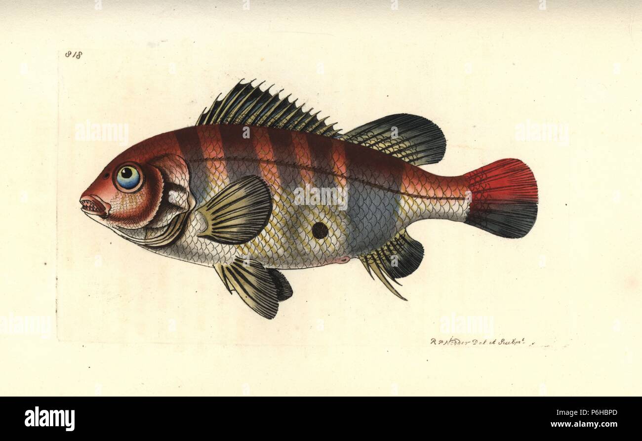 Redstriped eartheater, Geophagus surinamensis (Surinam sparus, Sparus surinamensis). Illustration drawn and engraved by Richard Polydore Nodder. Handcoloured copperplate engraving from George Shaw and Frederick Nodder's The Naturalist's Miscellany, London, 1806. Stock Photo