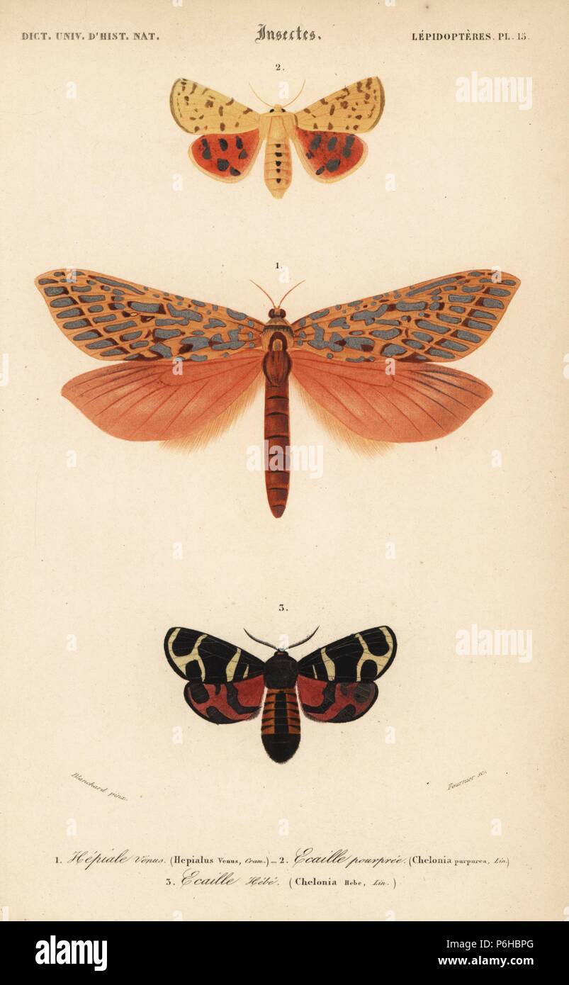 Leto venus moth (Hepialus venus), purple tiger, Rhyparia purpurata (Chelonia purpurea), and hebe tiger moth, Arctia festiva (Chelonia hebe). Handcolored engraving by Fournier after an illustration by Blanchard from Charles d'Orbigny's 'Dictionnaire Universel d'Histoire Naturelle' (Universal Dictionary of Natural History), Paris, 1849. Stock Photo