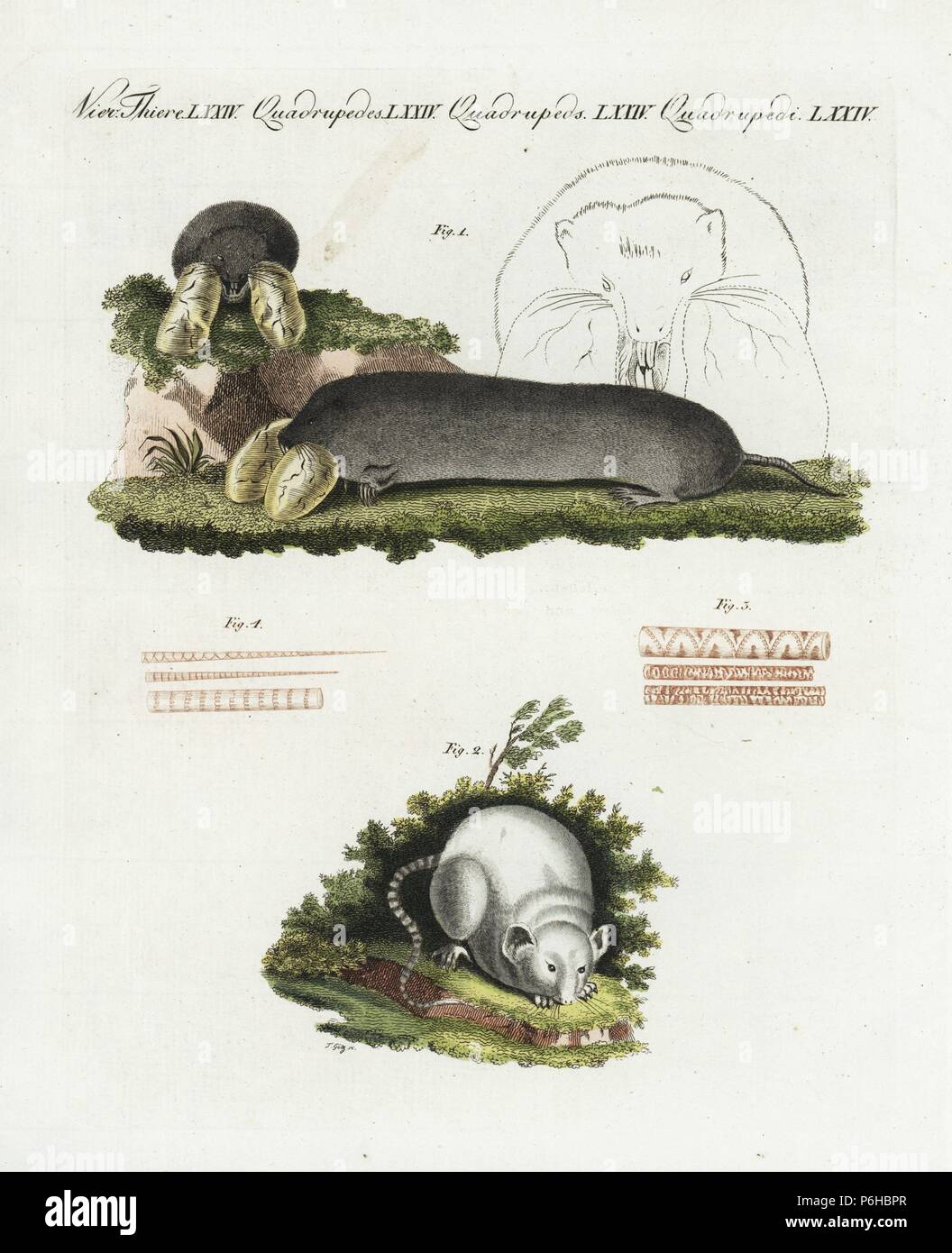 Pocket mouse pouch hires stock photography and images Alamy