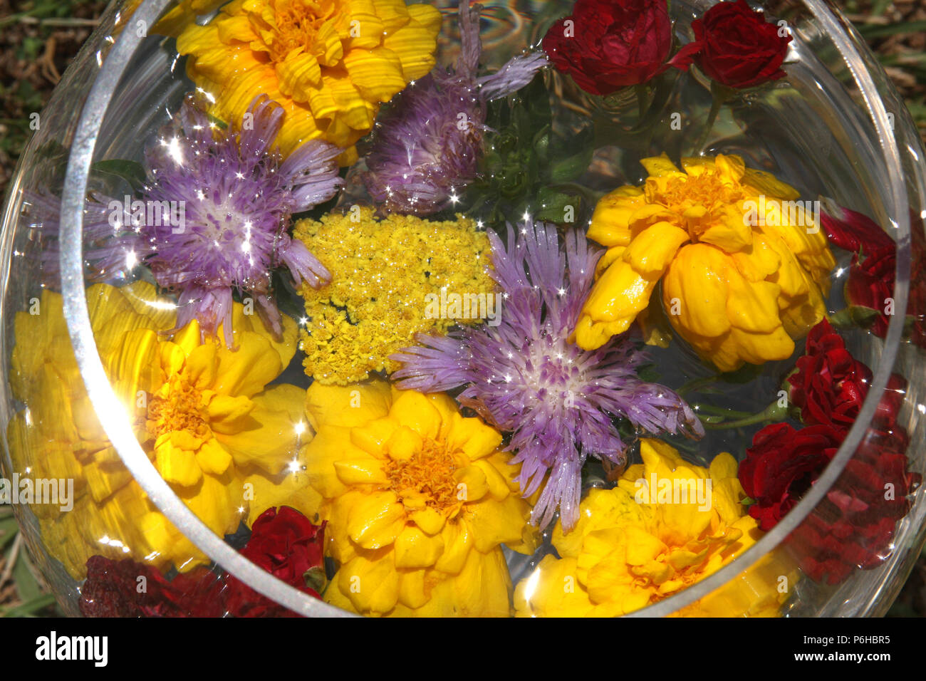 Flowers on water in small bowl Stock Photo Alamy