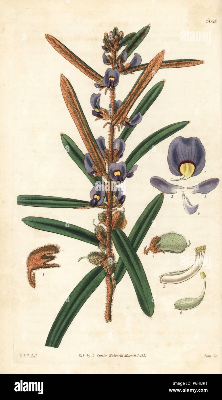 Rusty hovea, Hovea pannosa, native to Australia. Handcoloured copperplate engraving by Swan after an illustration by William Jackson Hooker from Samuel Curtis's 'Botanical Magazine,' London, 1831. Stock Photo